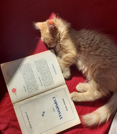 photo livre l'Opoponax de Monique Wittig avec chat couché à côté